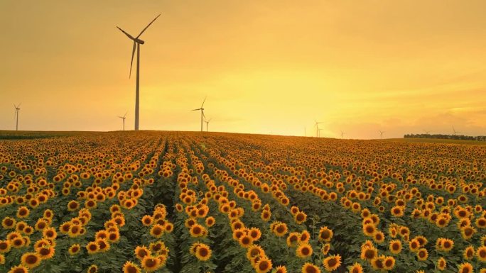 空中农村可再生能源:向日葵鸟瞰图与雄伟的风力涡轮机上升在田野
