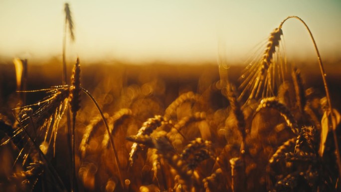 晚霞晴空下，农田里生长的慢墨金小麦