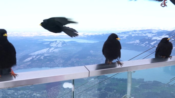 在瑞士皮拉图斯山，乌鸦正在喂女孩的手