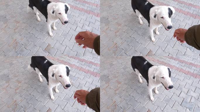 一只流浪狗想闻我的手。好奇的狗摇尾巴。这只动物有黑白相间的皮毛。土耳其阿拉尼亚一家商店外的街道铺着瓷