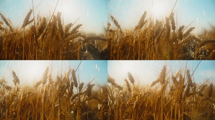 在阳光明媚的日子里，水被喷洒在成熟的小麦植株上。雨中的小麦。雨天。
