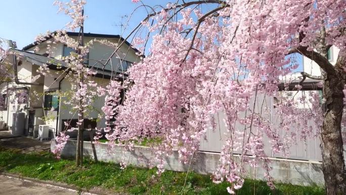 粉红色的樱花，哭泣的品种，在北高县，福岛县，日本。