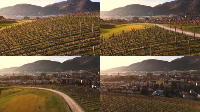 空中无人机拍摄美丽的葡萄园景观和邻近的城镇景观在斯洛文尼亚Konjice在日出