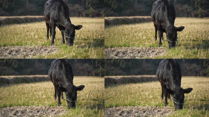 动物田间小牛吃杂草