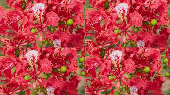 华丽的或帝王狄龙尼红色花朵特写。美丽的热带火焰树花。皇家Poinciana树