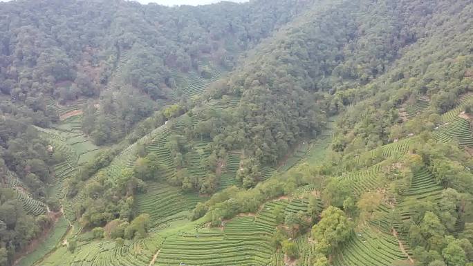 茶山和茶山边的村落航拍