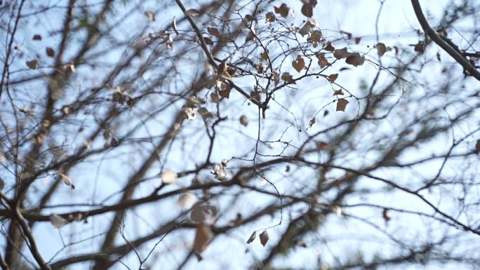 季节冬天枯树环绕拍摄