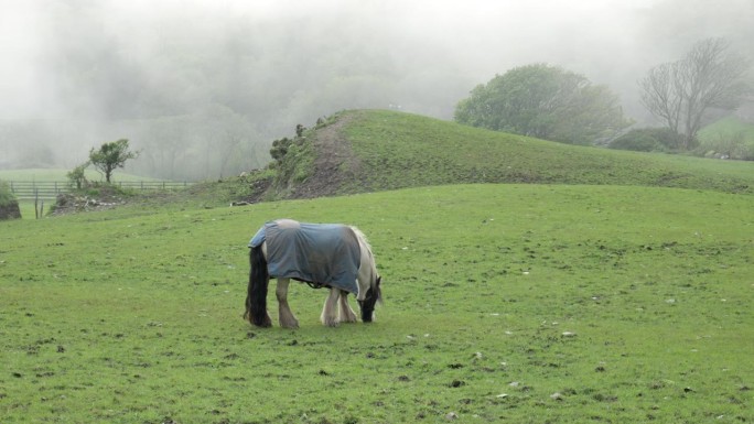 一匹披着蓝毯子的马，在体味着绿色牧场雾蒙蒙的魅力。锅