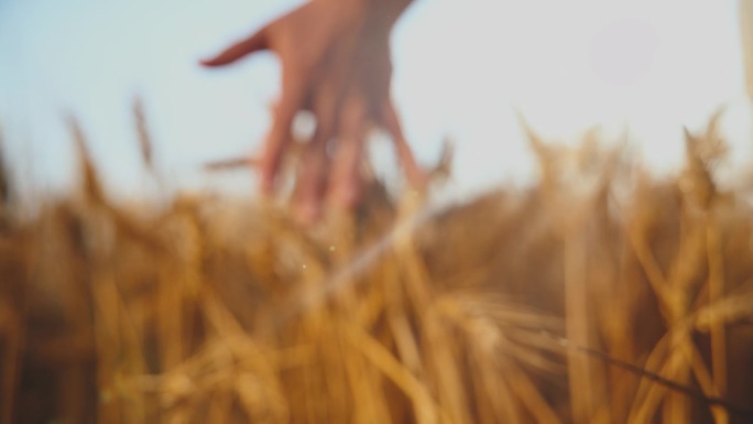 农民在农场触摸小麦作物的手