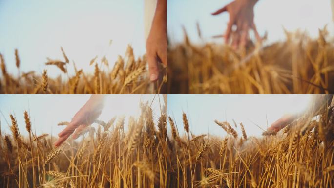 农民在农场触摸小麦作物的手