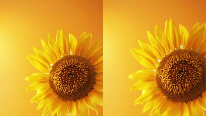 美丽的向日葵对明确的橙色/黄色背景