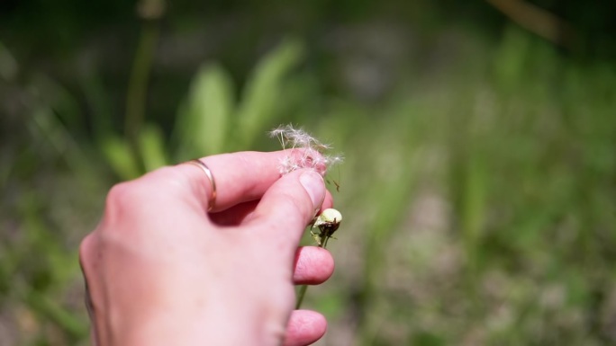 手握着毛茸茸的蒲公英的种子，背景是模糊的自然。