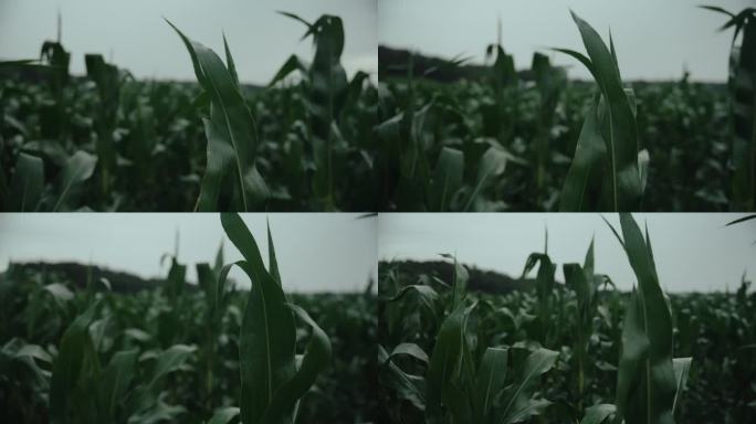 有机农场的绿色植物叶片被风吹向天空。多云天空中的玉米田。