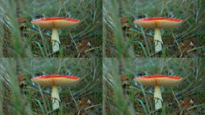 木耳蕈生长在森林里。毒伞菌——有毒的致幻蘑菇