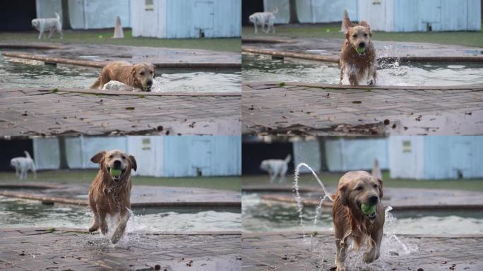 金毛猎犬在抖水