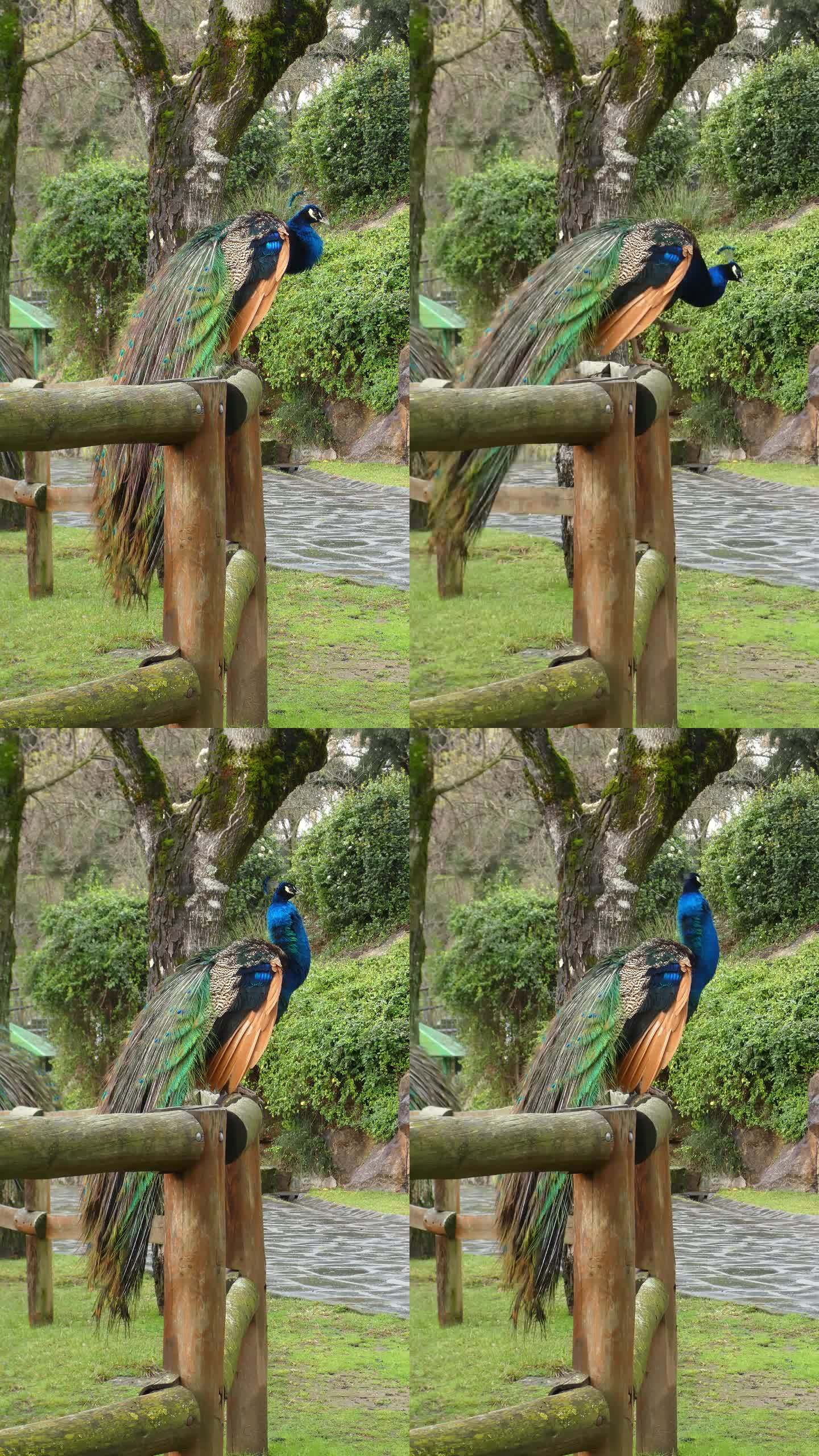垂直视频。孔雀、孔雀或孔雀，生活在公园里五颜六色的尾羽姿态优雅。栖息在一根棍子上