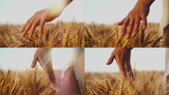 农学家在农场触摸小麦作物的手