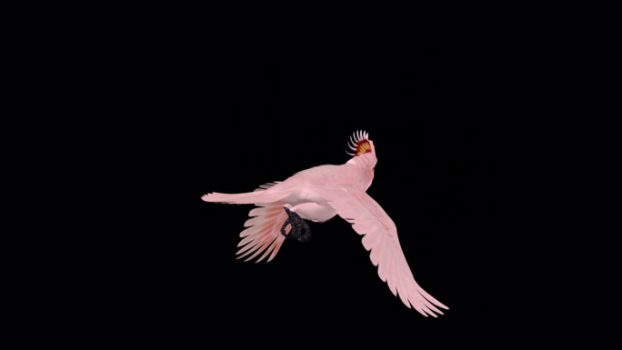 粉红凤头鹦鹉-鹦鹉鸟-飞行环-背面角度视图CU - Alpha频道