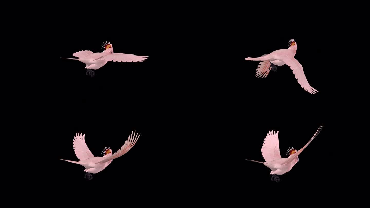 粉红凤头鹦鹉-鹦鹉鸟-飞行环-背面角度视图CU - Alpha频道