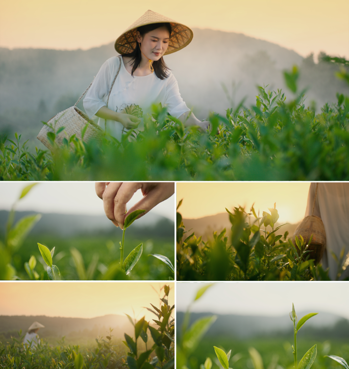 清晨美女背着竹篓带着斗笠意采茶