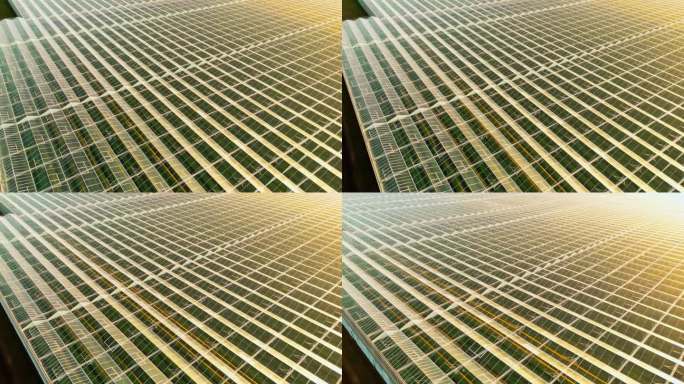黄金时段农用玻璃温室反射阳光的航拍影像
