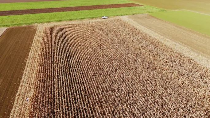 在晴朗的日子里，成熟麦田的空中高角度无人机镜头
