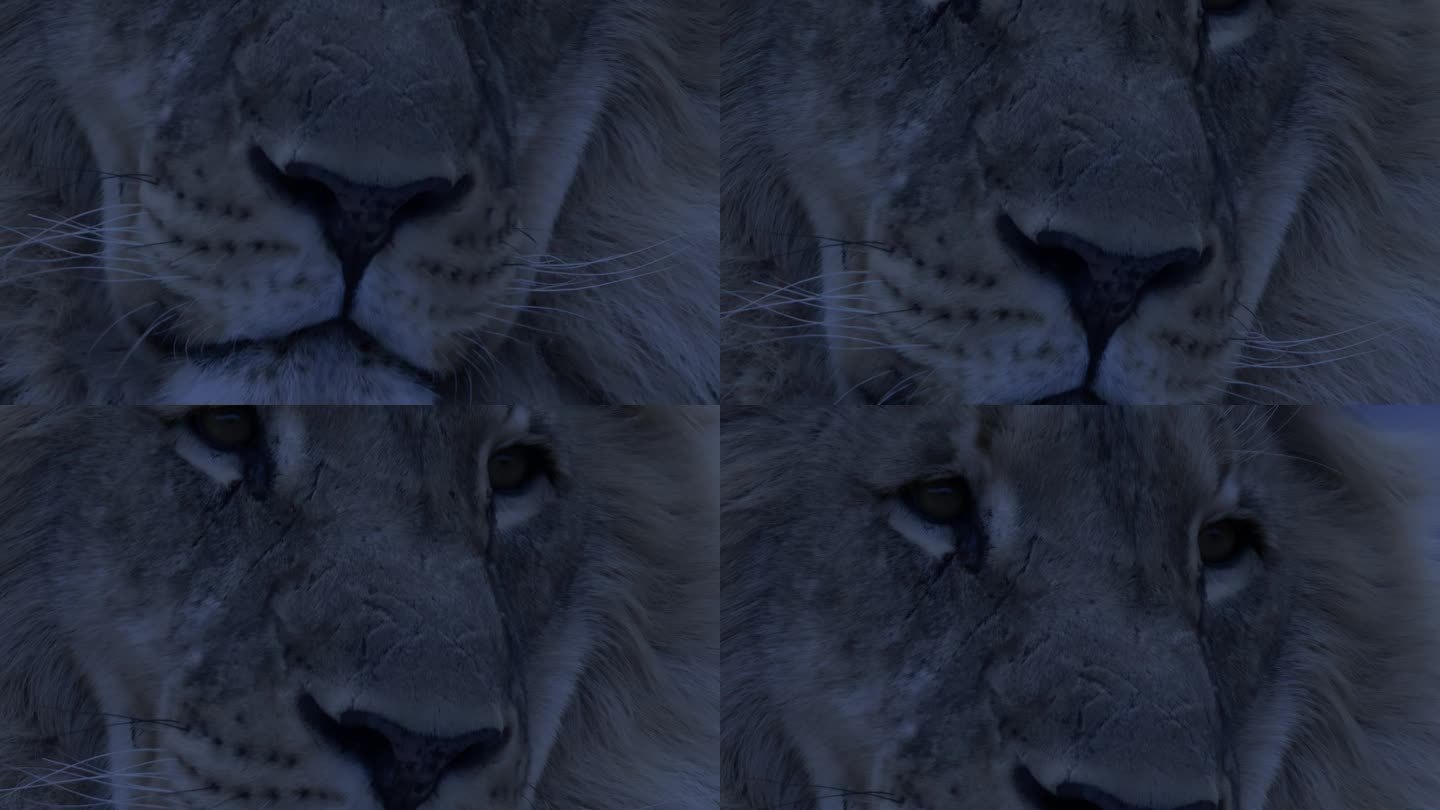 夜间狮子脸的特写