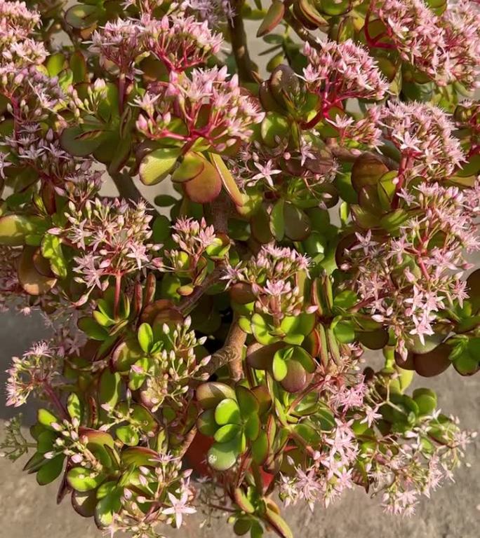 乌苏娜是一种开满鲜花的幸运植物