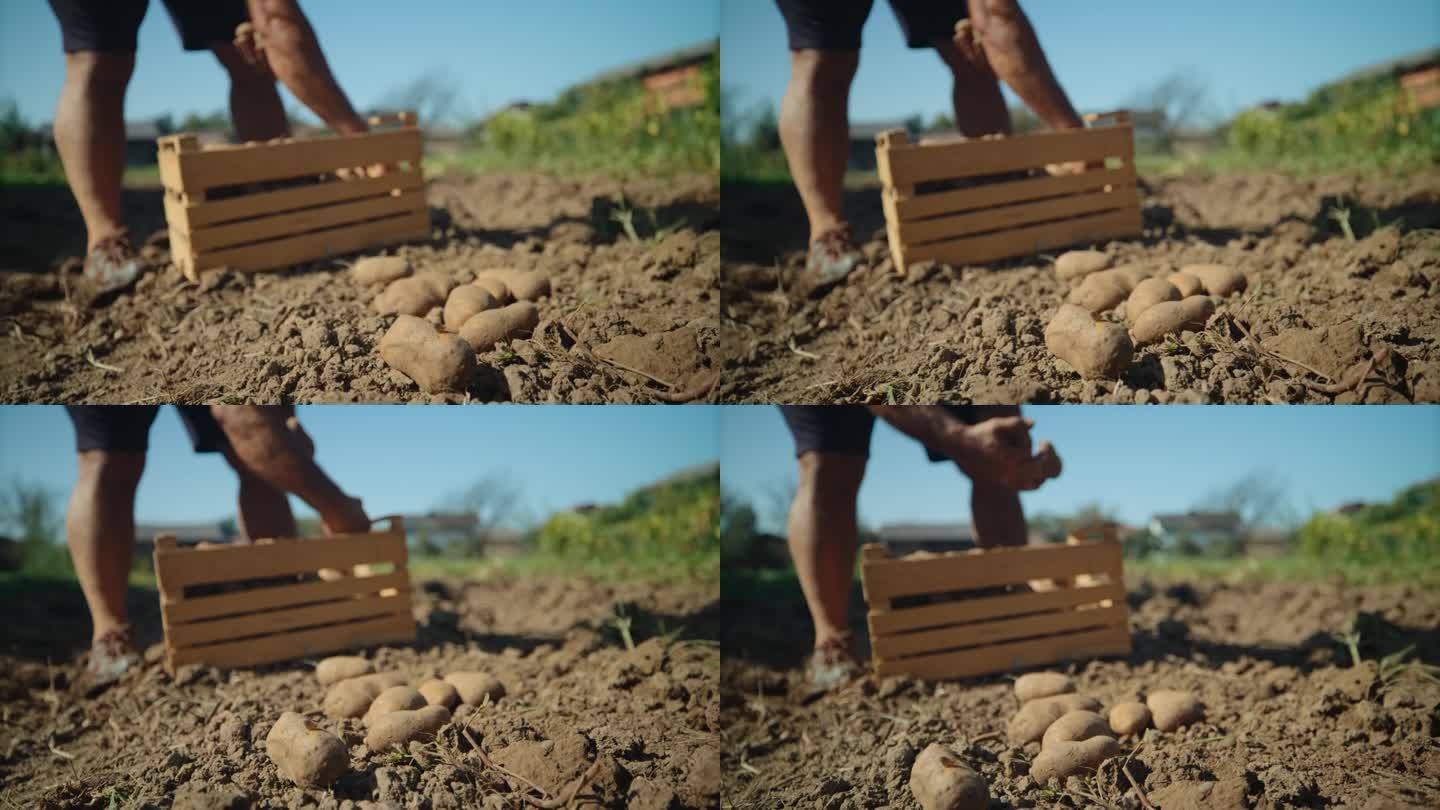 在阳光明媚的日子里，在有机农场工作的男性环保主义者从板条箱中取出土豆