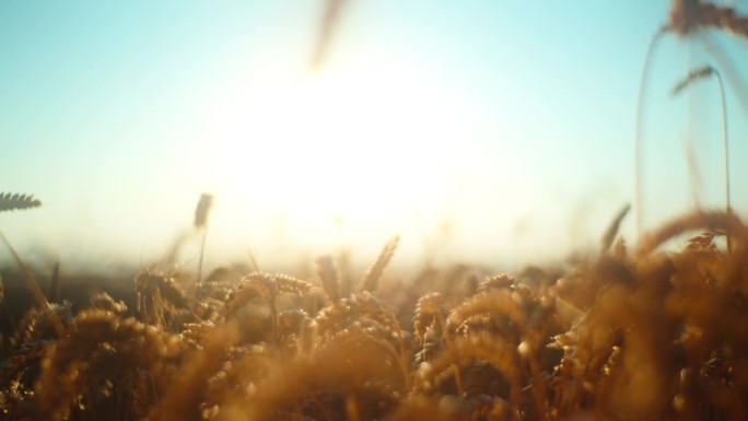 在晴朗的天空下，慢墨金小麦在农田里生长