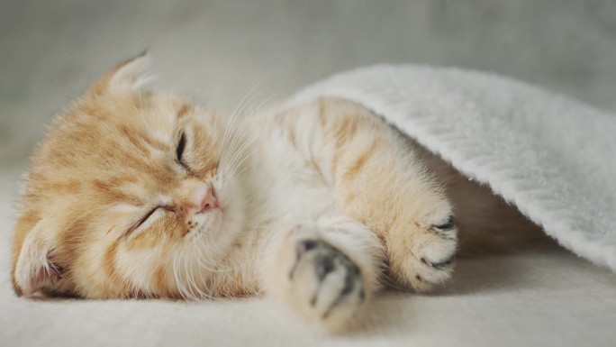 有爱心的主人给小猫盖上毯子，在床上做美梦