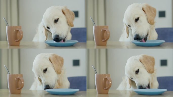一只无礼的金毛猎犬从餐桌上的盘子里偷食物。还没有主人舔食物