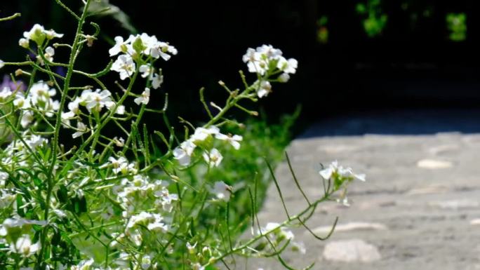 白色的雪莲花，花园上的甜爱丽丝小叶莲