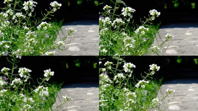 白色的雪莲花，花园上的甜爱丽丝小叶莲