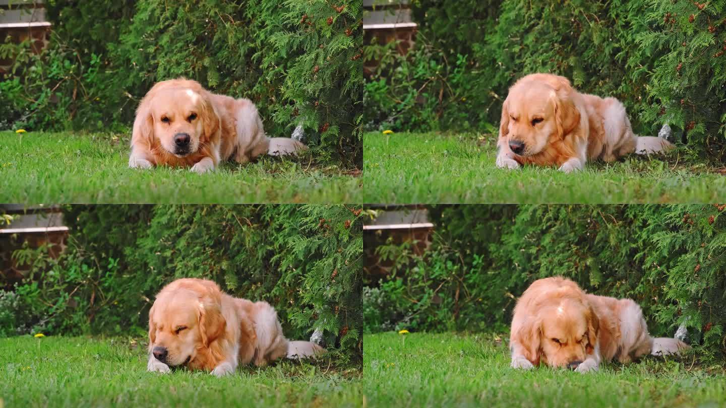金毛猎犬在白天躺在草地上啃着一根棍子。好玩的心情。狗狗玩。高品质4k画面