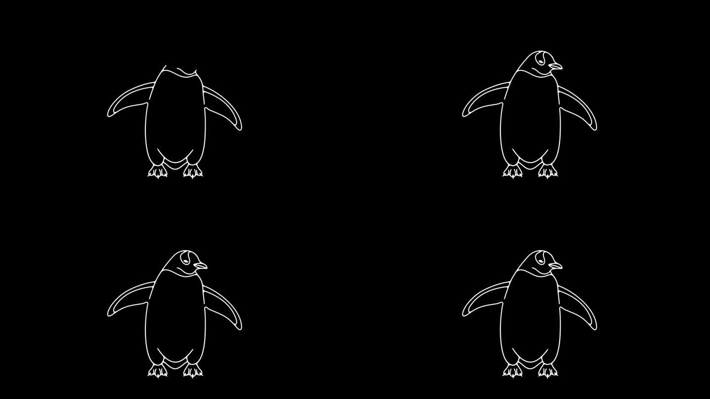 亚南极企鹅或巴布亚企鹅图形动画。阿尔法通道。动物，鸟，鸟类，羽毛，南极洲透明的背景运动设计。4 k的