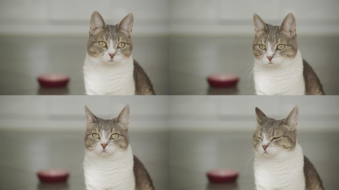 家猫和她吃饭的肖像，流浪猫看着镜头