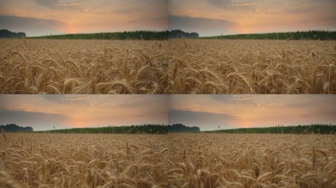 黄金时段，天空下美丽麦田的慢墨风景