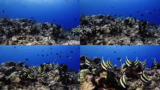在南太平洋中部法属波利尼西亚的法卡拉瓦珊瑚礁环礁上的三波段三角鱼