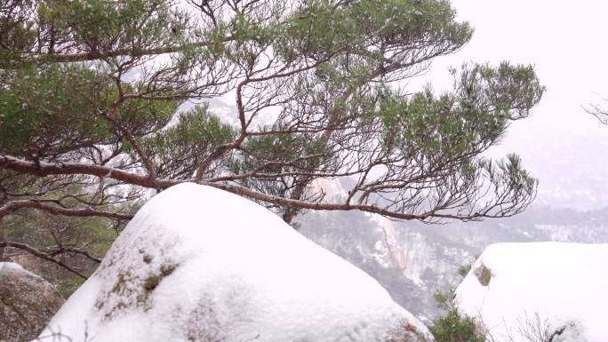 冬天下雪 松树雪花 崂山 雪景