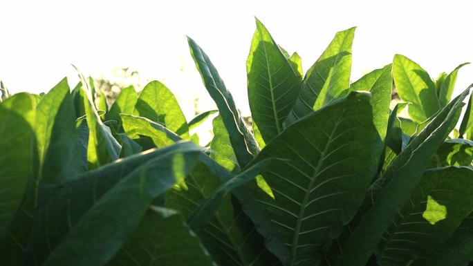 农村烟草种植园郁郁葱葱的烟叶田在农村的心脏，烟草农业在一个国家的田野，烟叶树，卷烟产品从烟草。
