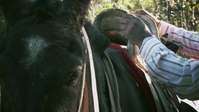 一个高乔人(阿根廷牛仔)在户外给棕色的马装鞍，一个人准备骑马。近距离，4K分辨率。