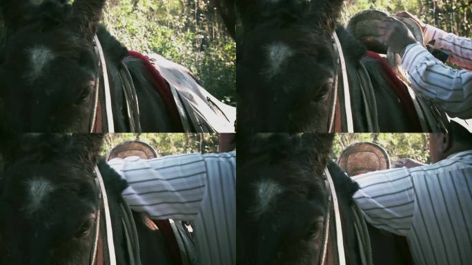 一个高乔人(阿根廷牛仔)在户外给棕色的马装鞍，一个人准备骑马。近距离，4K分辨率。