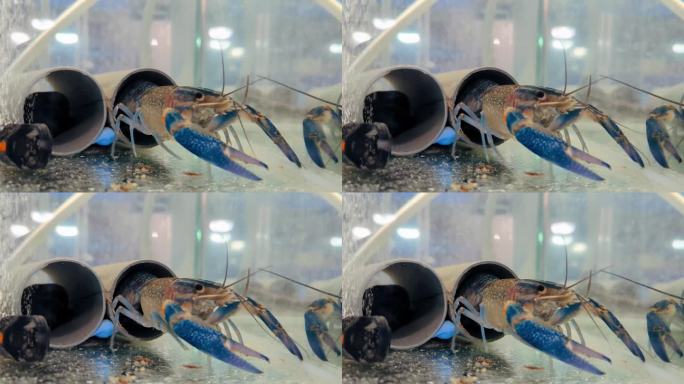 小龙虾的生长。水族馆里的澳大利亚蓝螯虾