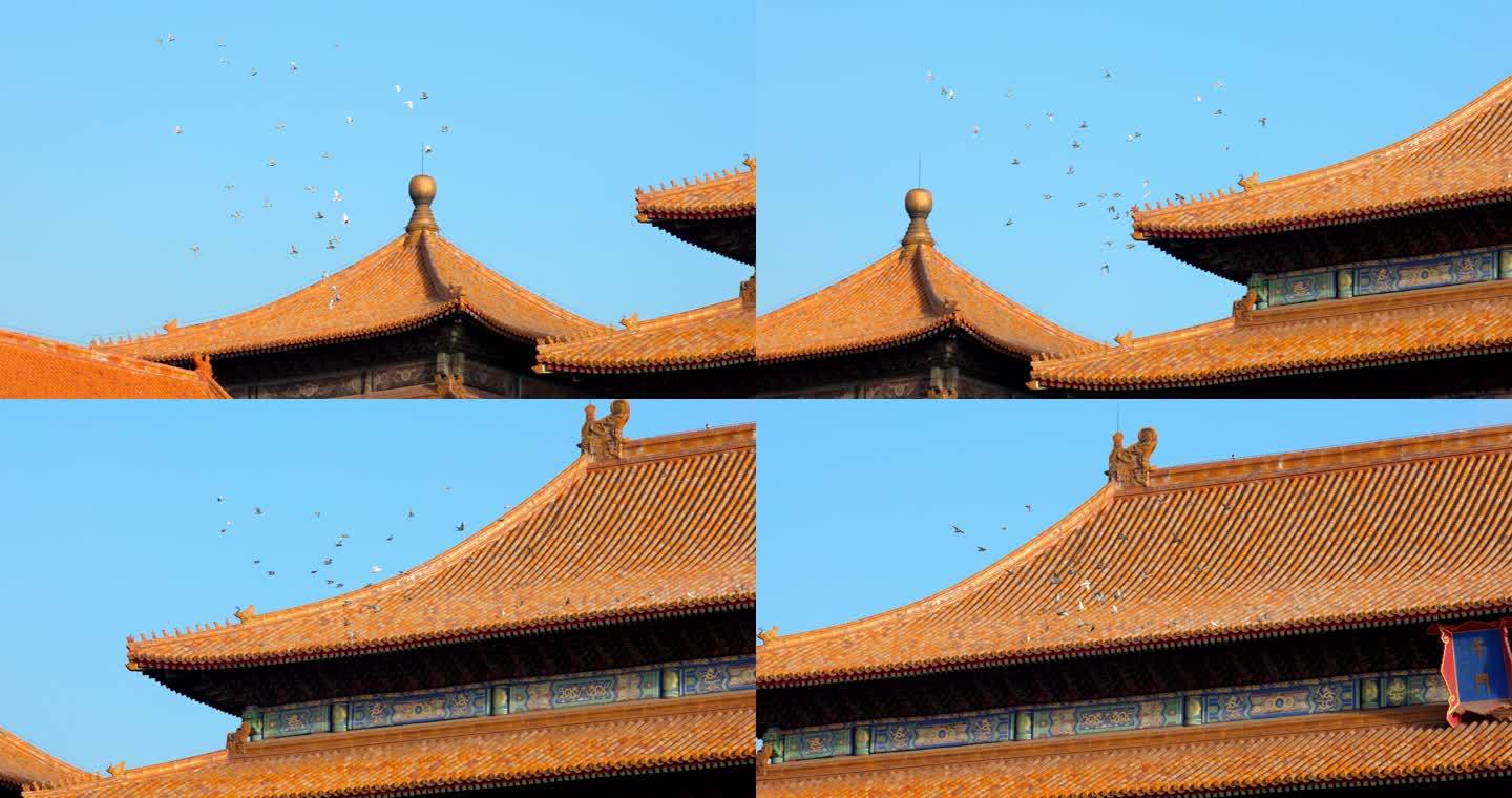 高速升格北京故宫午门前的鸽子