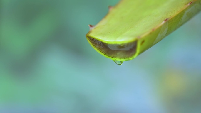 大卷须新鲜的绿色芦荟植物，折叠片的叶子和透明凝胶提取物流过芦荟成分。芦荟凝胶，对皮肤治疗有益的草药