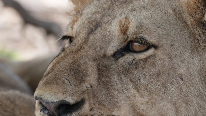 非洲荒野中母狮的眼睛和脸。-特写镜头