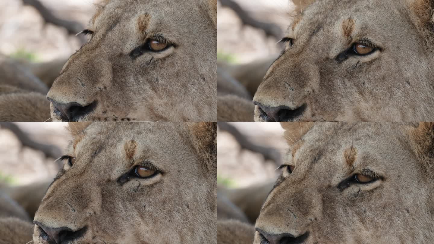 非洲荒野中母狮的眼睛和脸。-特写镜头
