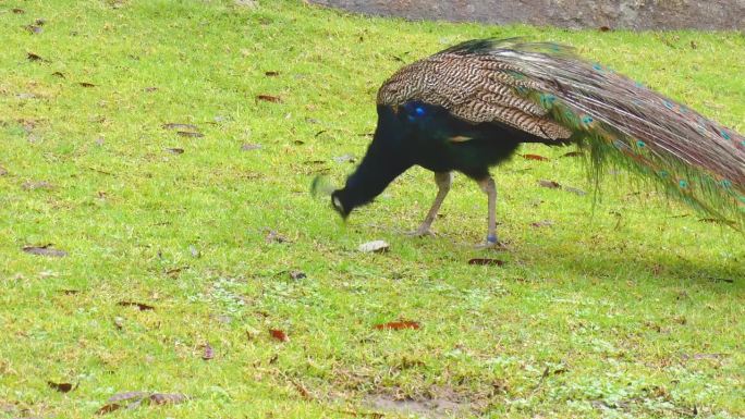 孔雀、孔雀或孔雀，生活在公园里五颜六色的尾羽姿态优雅。