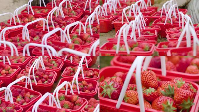一筐筐草莓